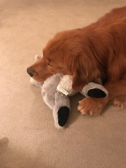 Picture of Tom, a dog, snuggling with his stuffed toy. 
