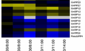 Gene expression analysis of soybean aquaporin genes for pair-wise comparisons between sampling points