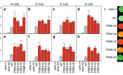 PsbS expression and photoprotection