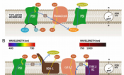 Schematics of tandem-photosystem, energy-coupling membranes