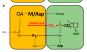 Schematic showing relevant components of C4 biochemistry