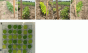 soybeans decreased chlorophyll