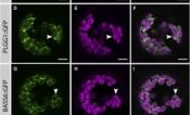 BASS6 localized to the chloroplast envelope