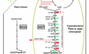 Schematic for photosynthetic terpene productions in cyanobacteria, green algae or plants