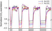 Impact of low CO2 partial pressures on net CO2 assimilation