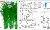 integrated canopy model of rice