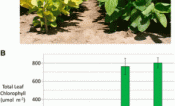 Phenotypic evaluation of chlorophyll deficiency in the MinnGold mutant