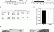 Induction kinetics of photosynthesis following pretreatment