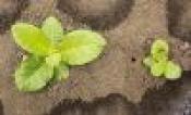 Transgenic tobacco plants from study