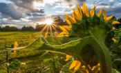 sunflower facing sun and clouds