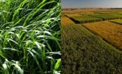 energycane, miscanthus