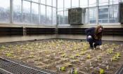 Amanda Cavanagh, tobacco seedlings