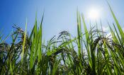 Picture of rice in a field