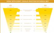 Photosynthetic Efficiency Improvement