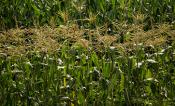 Maize