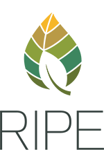 Ripe